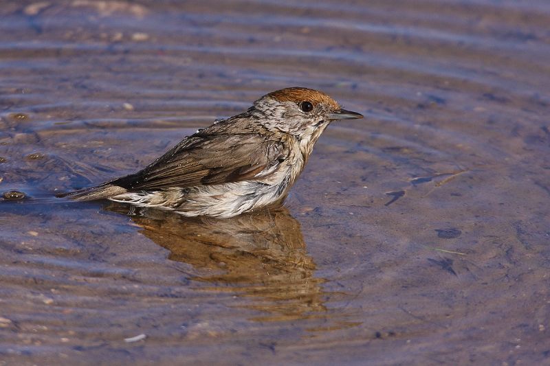 Femmina di Capinera al bagno